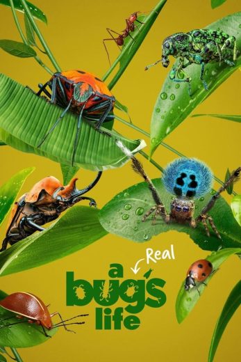 مسلسل A Real Bug’s Life الموسم الاول الحلقة 4 مترجمة